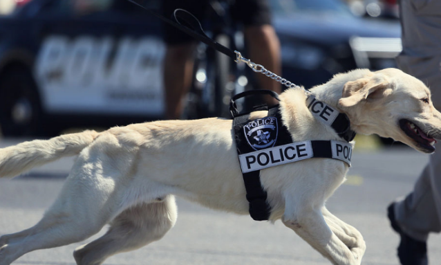 当普通狗看到警犬时，会觉得是警察来了吗？