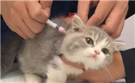 小猫疫苗什么时候开始打