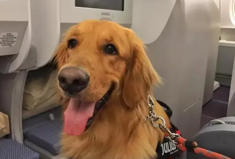只要800元!抱着猫狗坐飞机 海南航空推出客舱宠物运输服务 只要800元!抱着猫狗坐飞机 海南航空推出客舱宠物运输服务