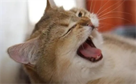 小猫一直打喷嚏是怎么回事
