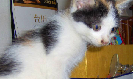 猫咪拿窗帘做爬架,宠主:猫爪炖汤很不错 猫咪拿窗帘做爬架,宠主:猫爪炖汤很不错