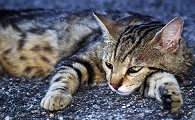 野猫最怕什么怎样驱赶