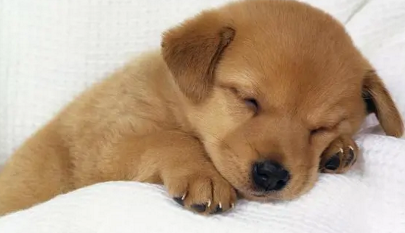新买的狗是不是都会冠状