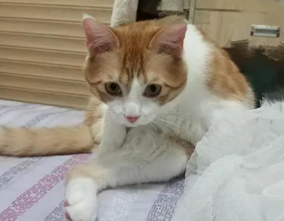 养八个月的猫好吗