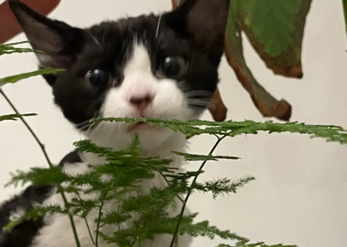 一帆风顺猫咪可以接触吗