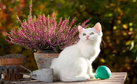 养猫家庭适合养的花