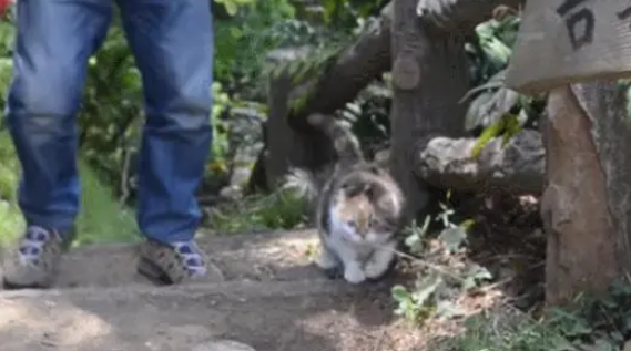 主人为给猫咪减肥，带猫咪去爬山，连续七年爬山猫咪成“明星”