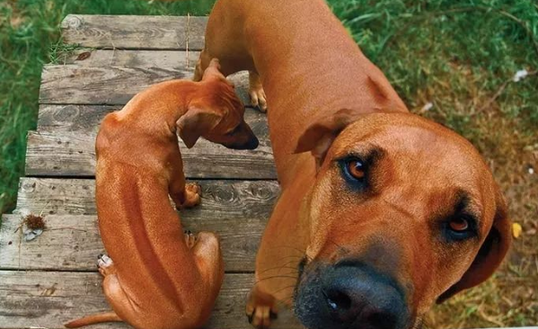 点指名犬——勇猛的“非洲猎狮者”,罗得西亚脊背犬 点指名犬——勇猛的“非洲猎狮者”,罗得西亚脊背犬