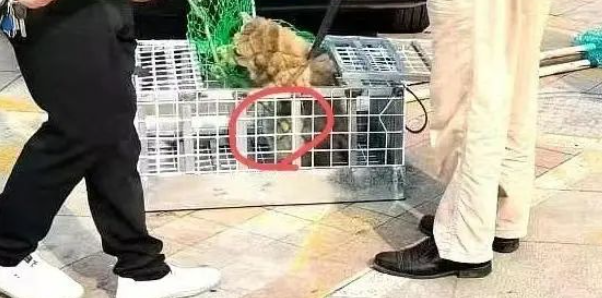 宠物狗在家中二楼被抓狗队抓走后送往市场宰杀? 官方通报事情如何? 宠物狗在家中二楼被抓狗队抓走后送往市场宰杀? 官方通报事情如何?