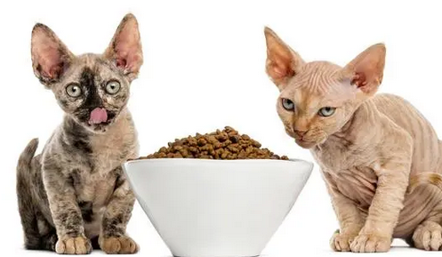 用猫舔过的碗喝水有问题吗 用猫舔过的碗喝水有问题吗