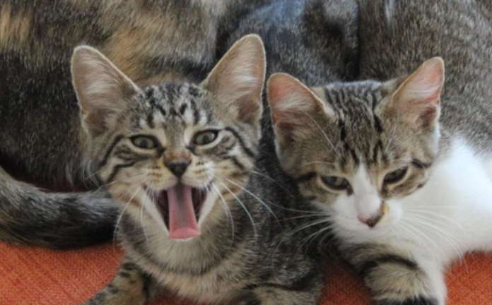 狸花猫和虎斑猫对比照