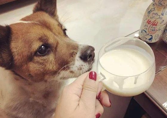 小狗能喝酸奶吗