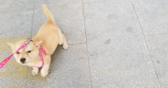 柴犬仗着个子大欺负小猫,结果反被制服了,出来就不想回去 柴犬仗着个子大欺负小猫,结果反被制服了,出来就不想回去