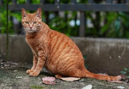野猫总是来我家怎么办