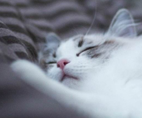 好评率最高的布偶猫，私底下也是个会让主人血压飙升的“小混蛋” 