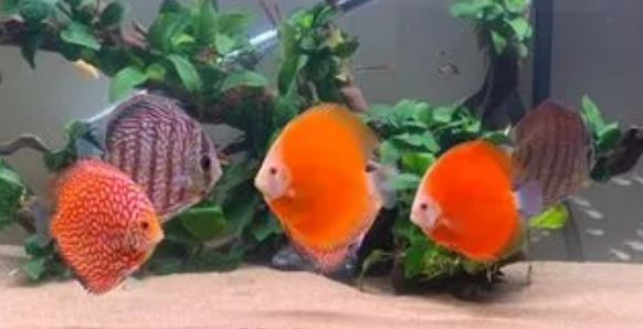 新鱼入缸注意事项 新鱼入缸注意事项