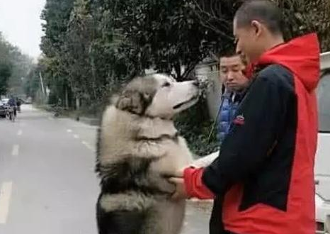哈士奇离家1个月后被找回,再见到主人二哈的表现令人动容 哈士奇离家1个月后被找回,再见到主人二哈的表现令人动容