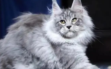 缅因猫5000便宜吗 缅因猫5000便宜吗
