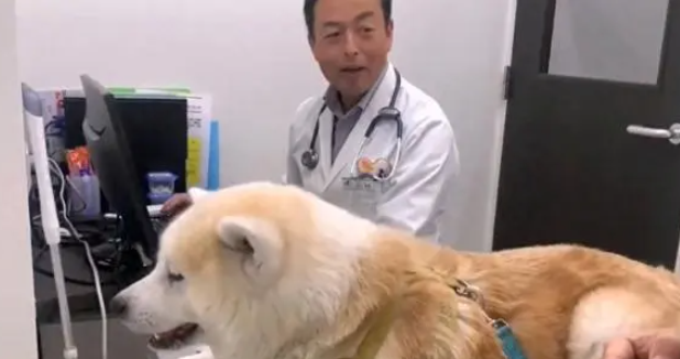 秋田犬去医院打针,中途换成“男医生”后,狗子的表情变了 秋田犬去医院打针,中途换成“男医生”后,狗子的表情变了