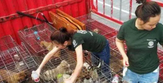 狗肉市场拯救出百只狗狗,看到它们获救后的反应,令人热泪盈眶 狗肉市场拯救出百只狗狗,看到它们获救后的反应,令人热泪盈眶