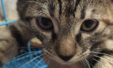 老母鸡下蛋猫咪犯困霸占鸡窝,母鸡回来一爪子下去,猫咪后悔不已 老母鸡下蛋猫咪犯困霸占鸡窝,母鸡回来一爪子下去,猫咪后悔不已