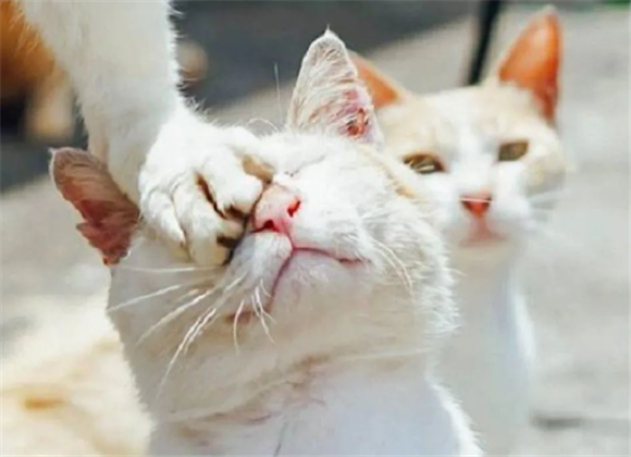 猫咪在表演,一群看热闹的反映绝了 猫咪在表演,一群看热闹的反映绝了