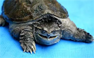 中美拟鳄龟为什么称鳄龟之王