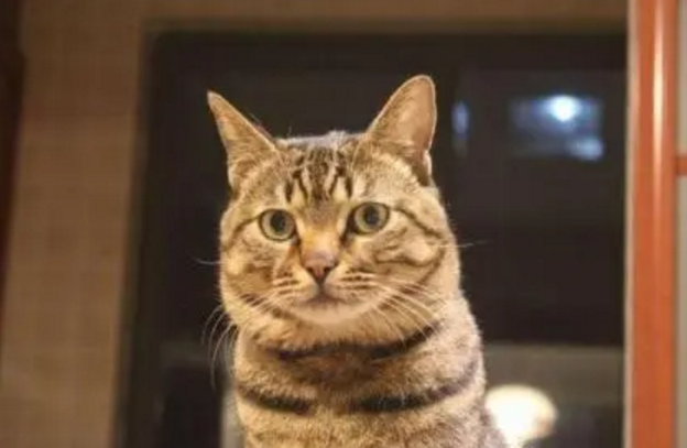 养不熟的猫不想要了 养不熟的猫不想要了