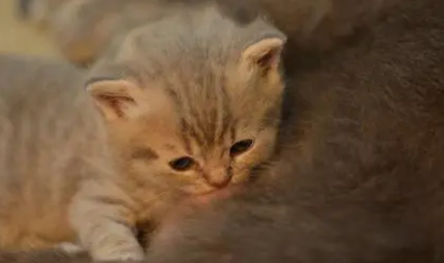小猫断奶要多久