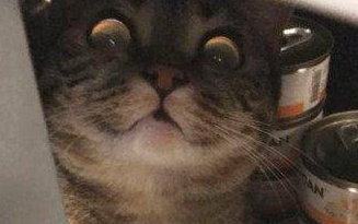 吃货猫主子偷罐头被主人发现,一脸凶相太嘚瑟,猫主子:你瞅啥? 吃货猫主子偷罐头被主人发现,一脸凶相太嘚瑟,猫主子:你瞅啥?