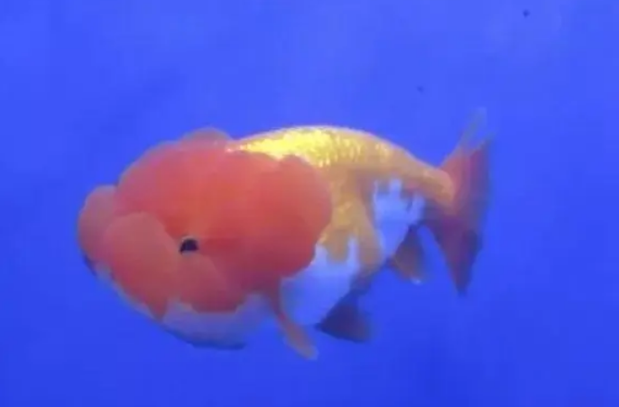 武汉猫狮谁家的最好 武汉猫狮谁家的最好