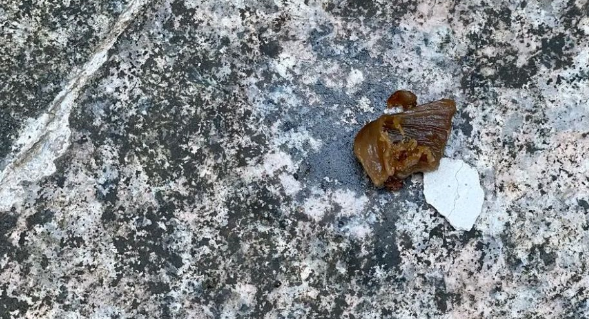 贵州黔西：8只宠物狗先后口吐白沫死亡，疑似有人投毒