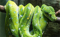 绿色的蛇有哪几种图片