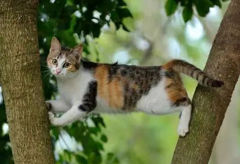 家有萌宠 | 绝美三花猫,简直是“偷心大盗” 家有萌宠 | 绝美三花猫,简直是“偷心大盗”