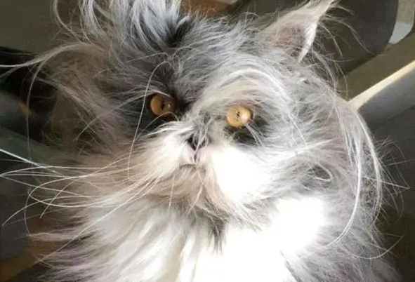 一只猫能有多“潦草”,直到看到了这只“可爱的鳌拜” 一只猫能有多“潦草”,直到看到了这只“可爱的鳌拜”