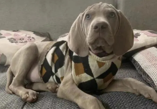 威玛猎犬：为什么它是最高贵优雅的多才多艺运动犬之一？