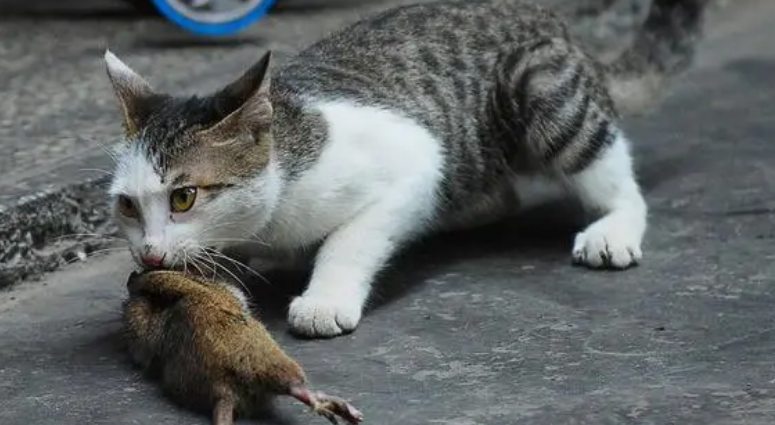 老鼠为什么不敢反抗猫 老鼠为什么不敢反抗猫