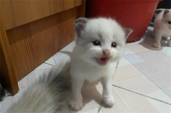 一个月小猫禁忌