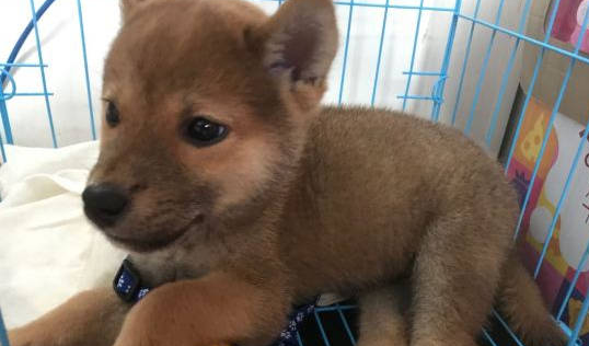 柴犬在笼子里不敢出来,即便没人也不敢,它被打怕了 柴犬在笼子里不敢出来,即便没人也不敢,它被打怕了