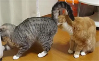 小猫怎么分公母图片