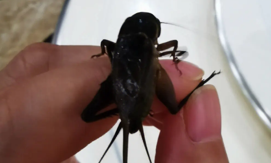 蛐蛐、蟋蟀、蝈蝈有什么不同?在古代为何喜欢斗蟋蟀? 蛐蛐、蟋蟀、蝈蝈有什么不同?在古代为何喜欢斗蟋蟀?