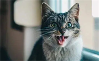 小猫老叫个不停怎么回事