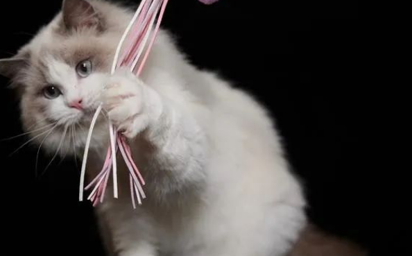 猫咪在你家不走,怎么办?用这三个小技巧,轻松解决问题! 猫咪在你家不走,怎么办?用这三个小技巧,轻松解决问题!