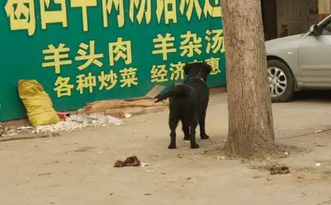 3K买的黑金毛就这样被铲屎官养废了！拴着的金毛变得龇牙咧嘴！
