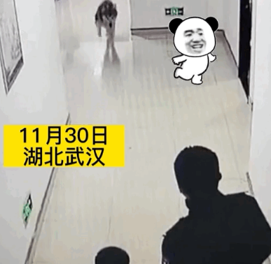阿拉斯加将民警撞翻在地,被公开处“刑”…网友:影响它孩子考公务员吗? 阿拉斯加将民警撞翻在地,被公开处“刑”…网友:影响它孩子考公务员吗?