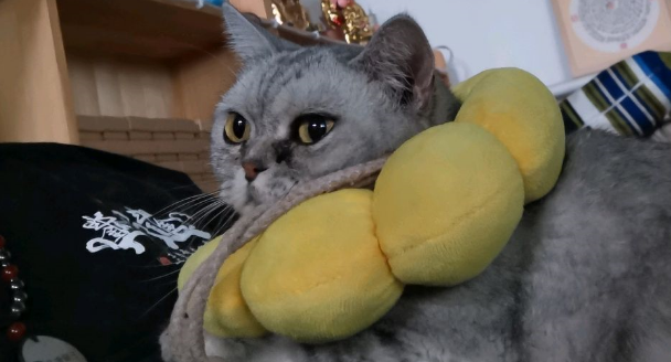 猫狗是不是冤家?看我家猫狗同框有故事 猫狗是不是冤家?看我家猫狗同框有故事