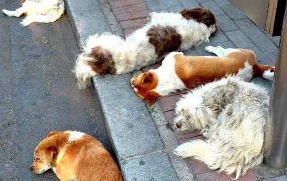 流浪狗四肢被灼伤，裹着纱布跳舞式走路，施暴者仍未找到！