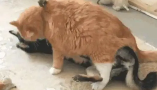 二哈和橘猫的对决,一秒就被干翻的一定不会是橘猫,那么…… 二哈和橘猫的对决,一秒就被干翻的一定不会是橘猫,那么……