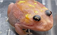 角蛙的品种介绍