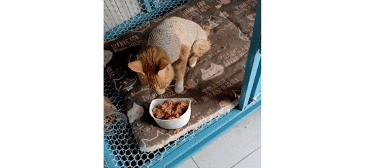 怀孕猫妈妈努力表现温柔想讨要食物,但吃的没要到,却被... 怀孕猫妈妈努力表现温柔想讨要食物,但吃的没要到,却被...